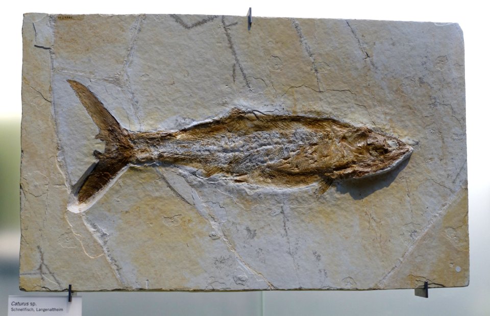 Caturus sp. - Museum fur Naturkunde, Berlin - DSC00007