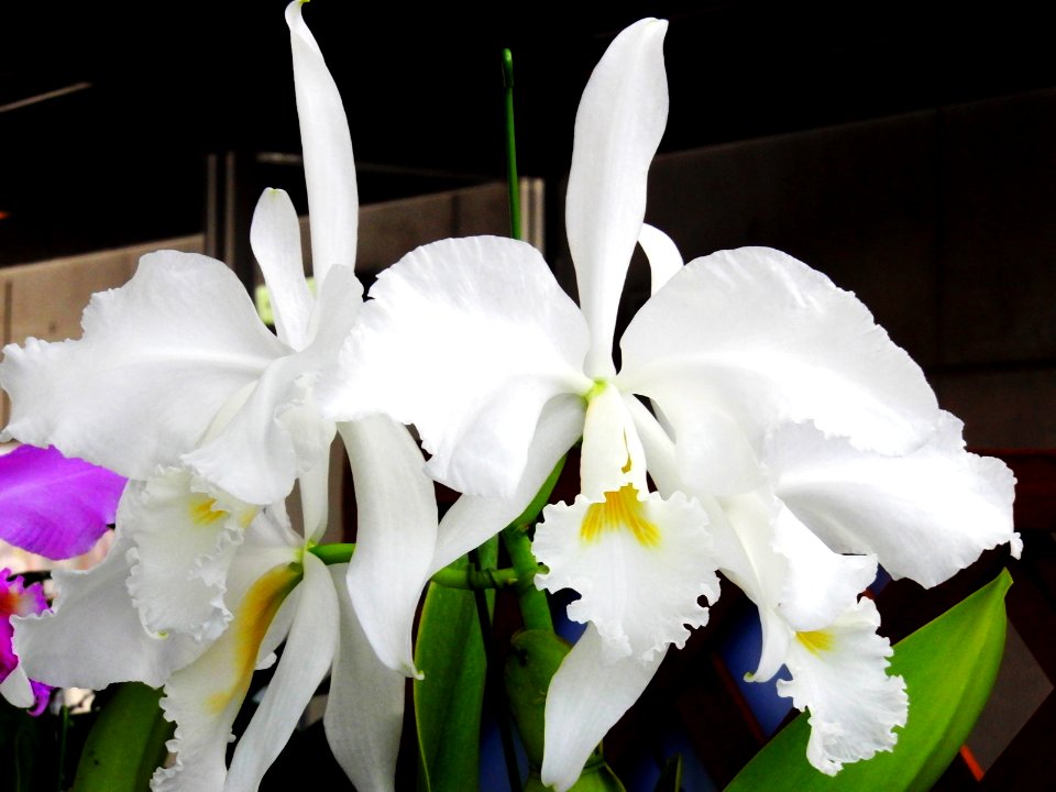 Cattleya warneri forma alba Wedding Bells