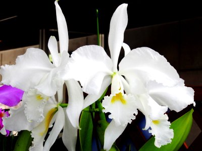 Cattleya warneri forma alba Wedding Bells