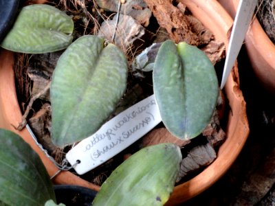 Cattleya walkeriana - Orchid Nursery Margaret Mee - DSC09748