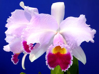 Cattleya trianae tipo Baronessa
