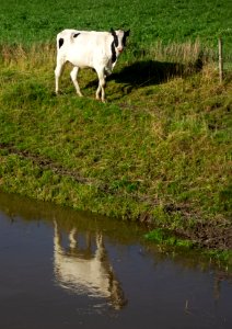 Cattle by Broälven