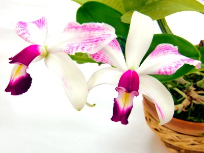 Cattleya violacea forma semi-alba striata