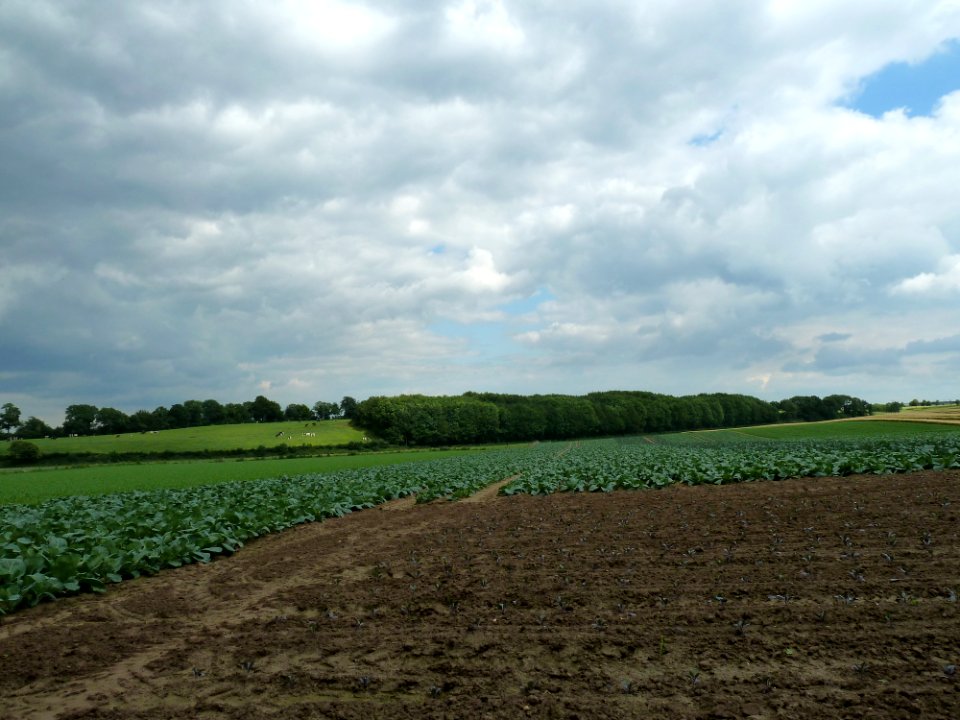 Catsop-De Horst