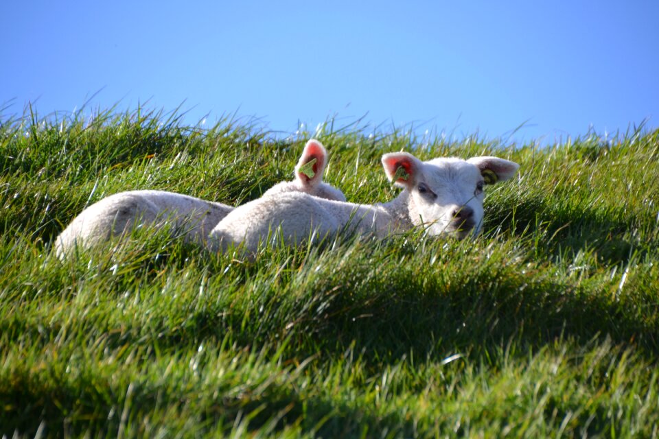 Wool nature agriculture