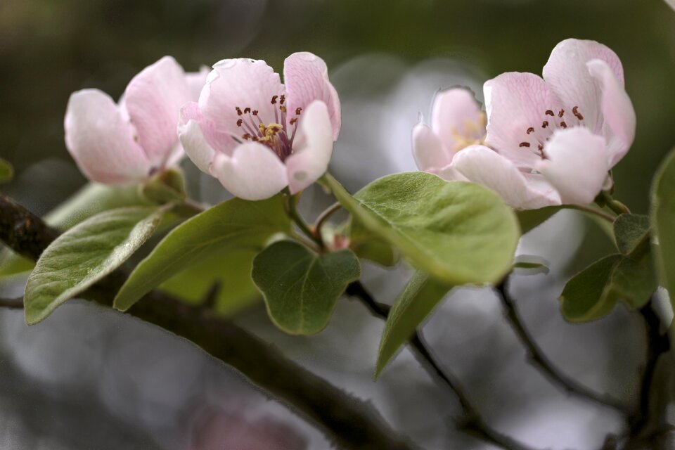 Spring flowers nature flower