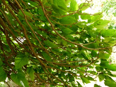 Catalpa bignonioides "Nana" - branches