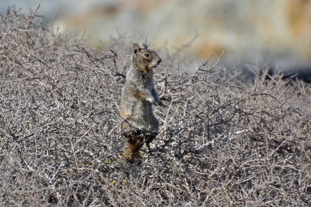 Catalina California Ground Squirrel (Spermophilus beecheyi nesioticus) photo