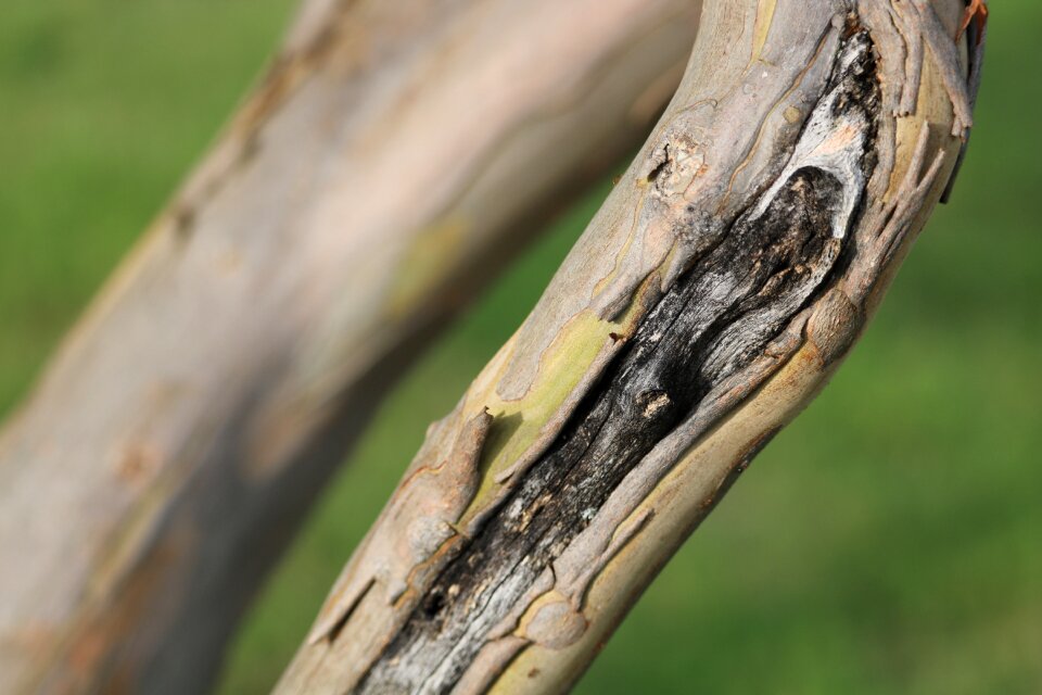 Wood trunk natural