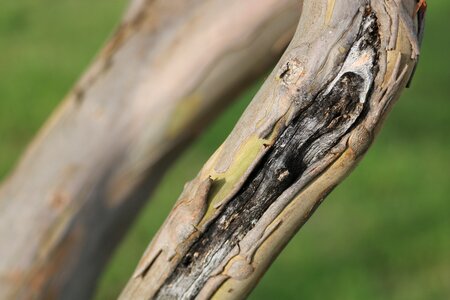 Wood trunk natural