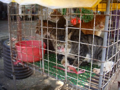 Cats at a cat meat restaurant - 02