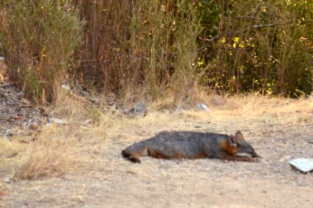 Catalina Island Fox (Urocyon littoralis catalinae) sleeping