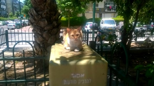 Cat-ramat-gan-habiluim-street