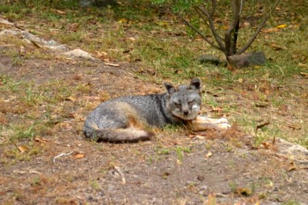 Catalina Island Fox (Urocyon littoralis catalinae) Tachi resting