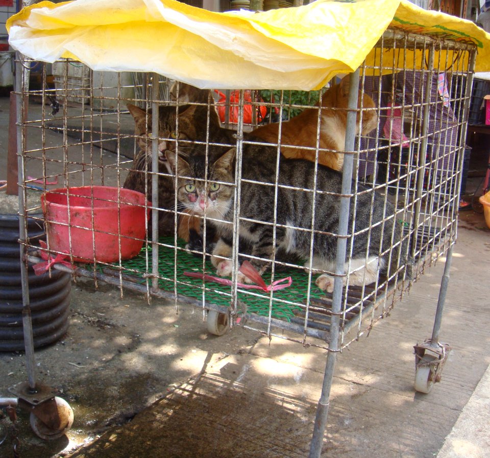 Cats at a cat meat restaurant - 01