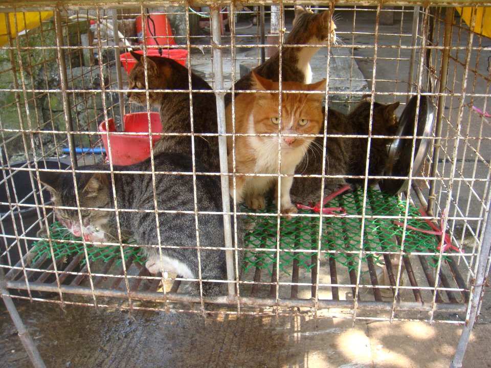 Cats at a cat meat restaurant - 03