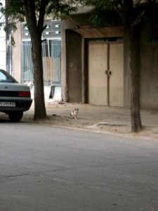 Cat looking - Fazl st - Nishapur