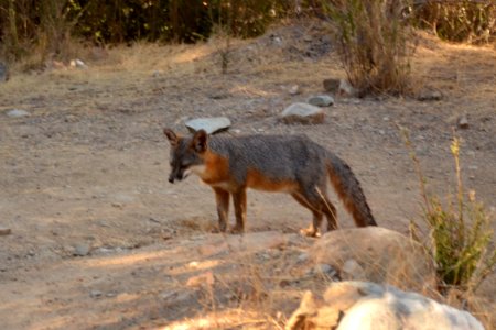 Catalina Island Fox (Urocyon littoralis catalinae) standing