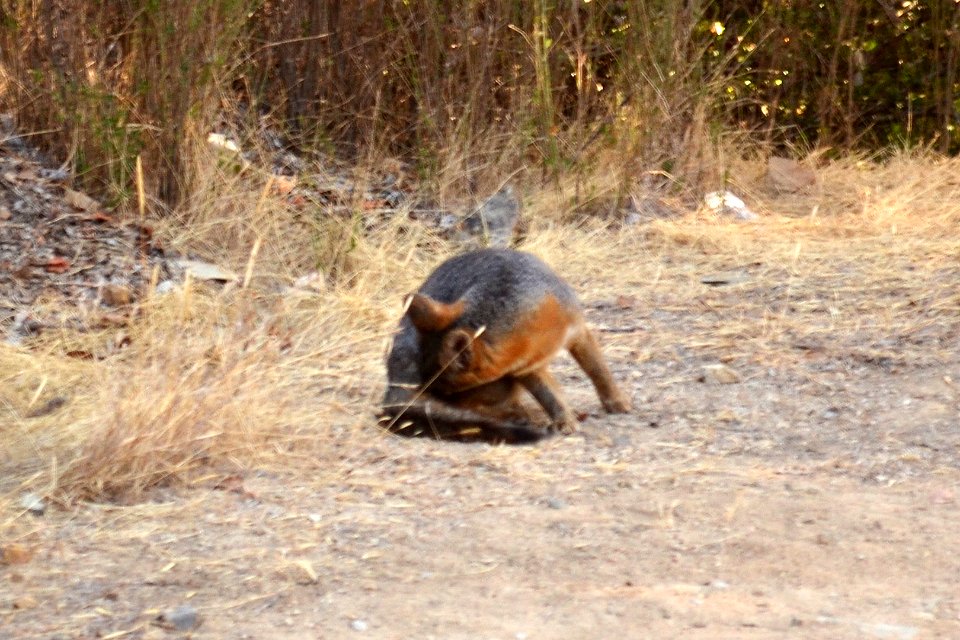 Catalina Island Fox (Urocyon littoralis catalinae) chewing butt