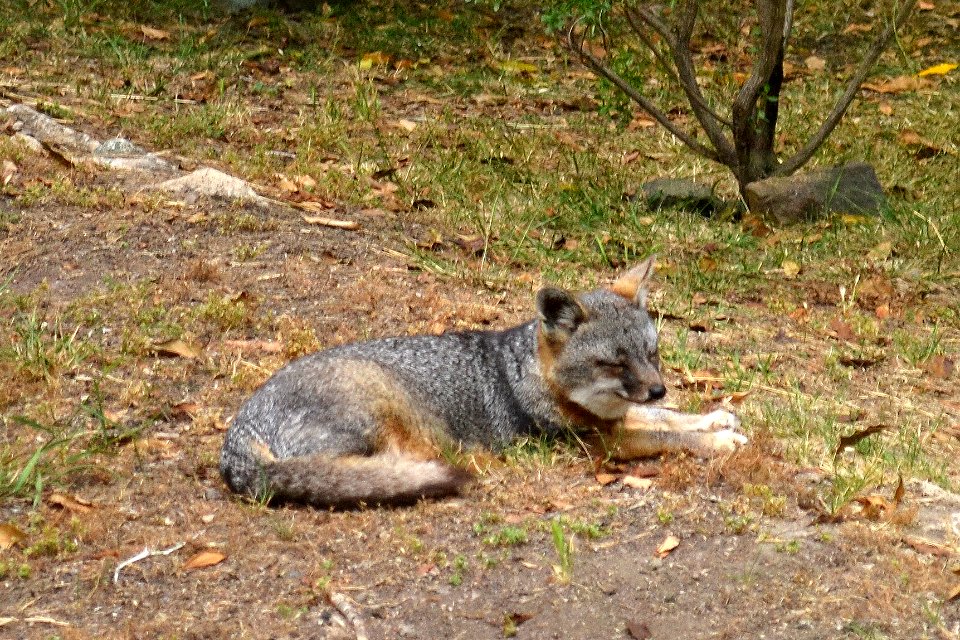Catalina Island Fox (Urocyon littoralis catalinae) Tachi