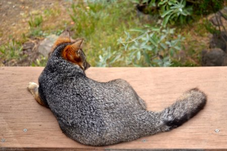 Catalina Island Fox (Urocyon littoralis catalinae) on table