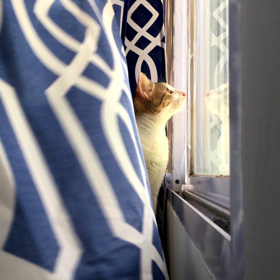 Cat looking outside the window