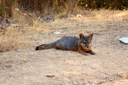 Catalina Island Fox (Urocyon littoralis catalinae) sitting