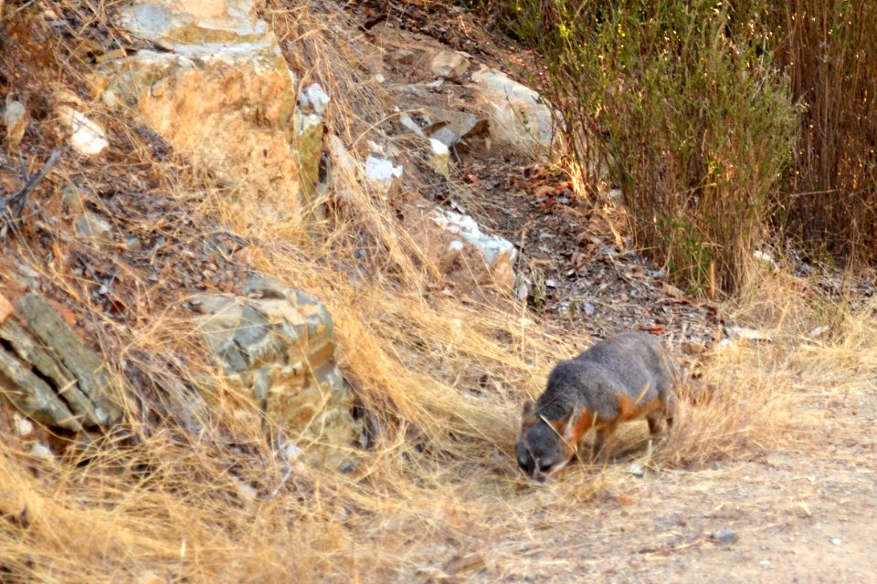 Catalina Island Fox (Urocyon littoralis catalinae) sniff