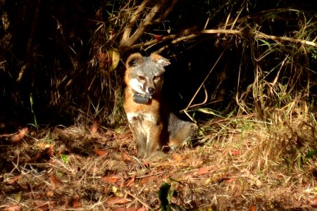 Catalina Island Fox (Urocyon littoralis catalinae) sitting in sunlight