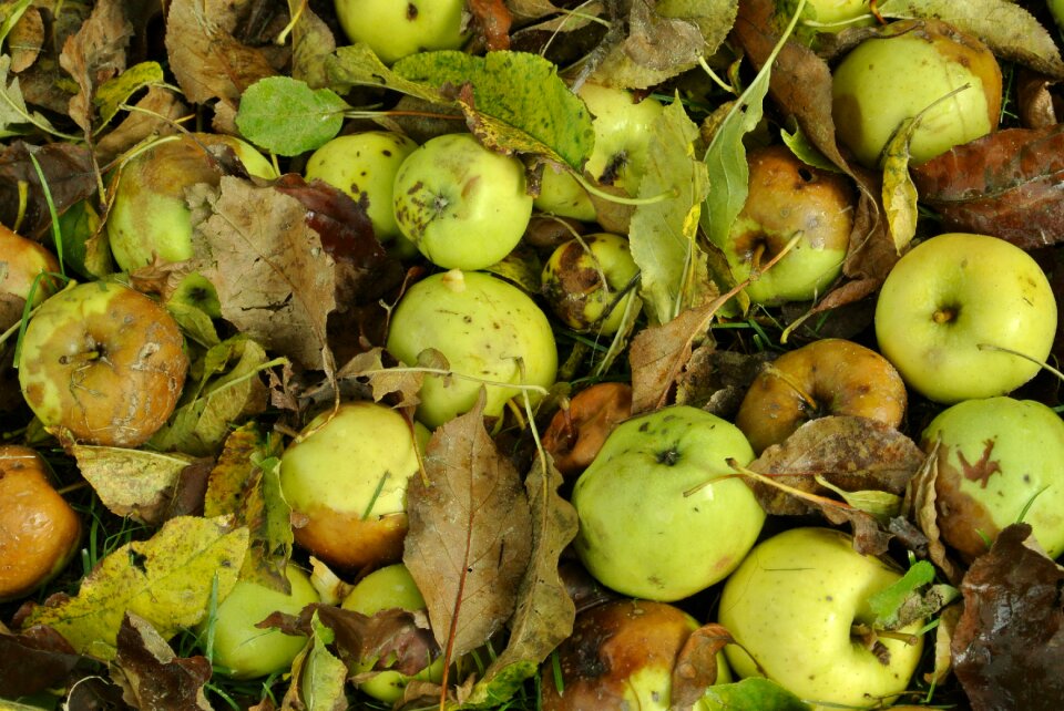 Tree apple tree garden