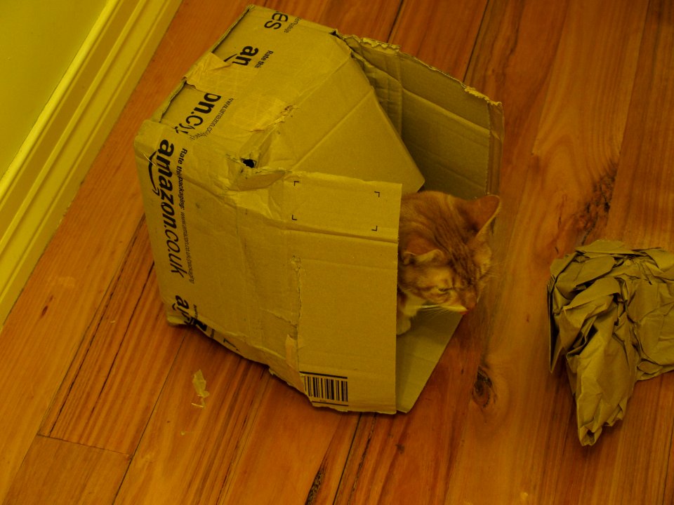 Cat in Amazon.co.uk box (1)