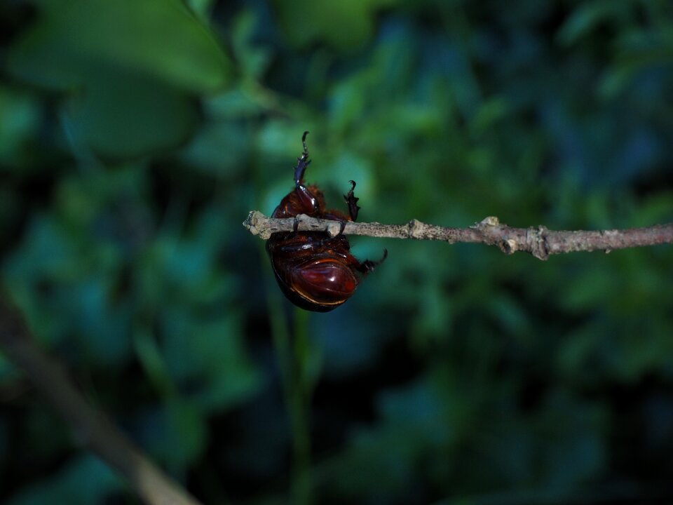 Crawl beetle krabbeltier