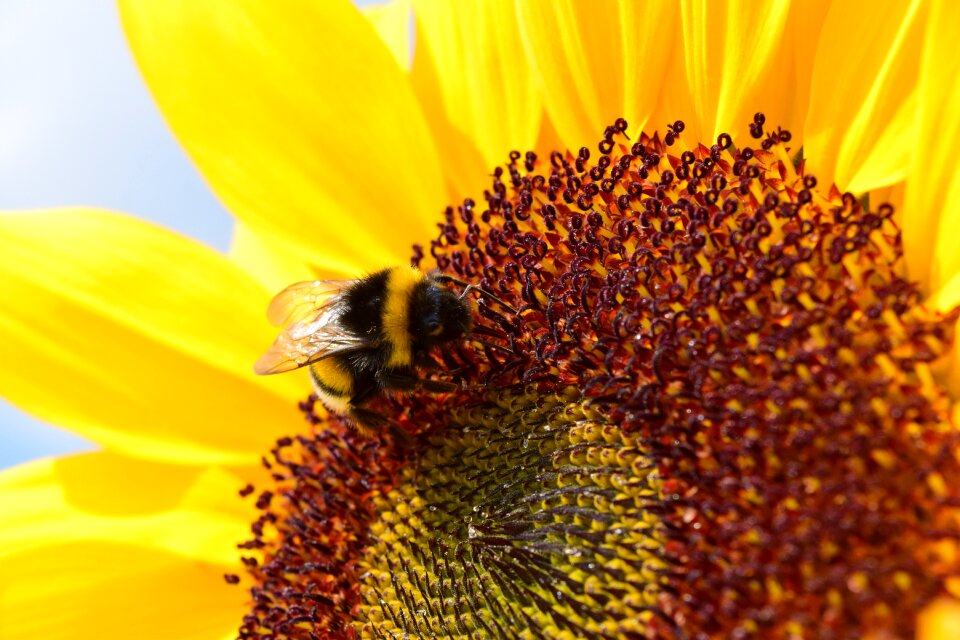 Bloom summer yellow