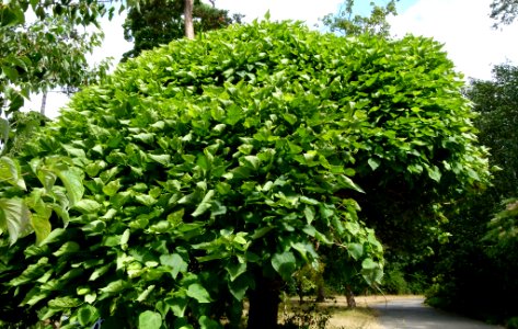 Catalpa bignonioides "Nana"