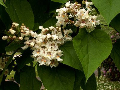 Catalpa speciosa, 2015-06-02, Homewood Cemetery, 03