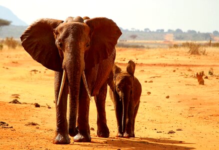 Animal africa safari