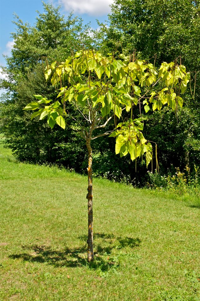 Catalpa bignonioides boule