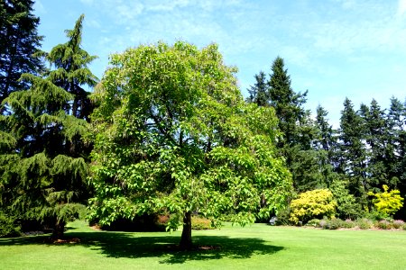 Catalpa bignonioides - VanDusen Botanical Garden - Vancouver, BC - DSC06835