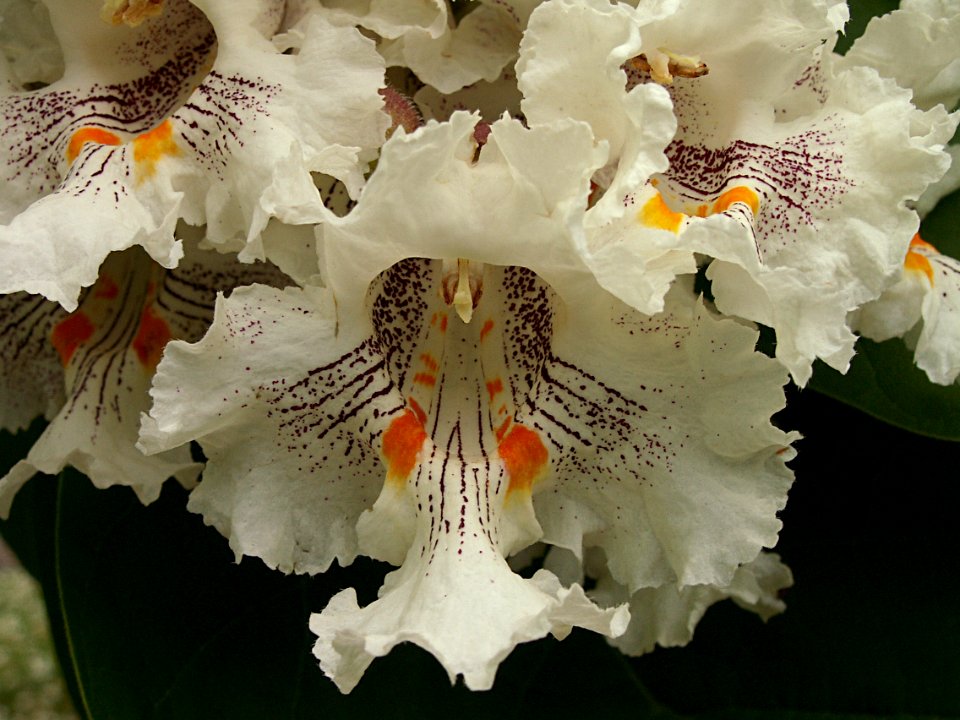 Catalpa speciosa, 2015-06-02, Homewood Cemetery, 02