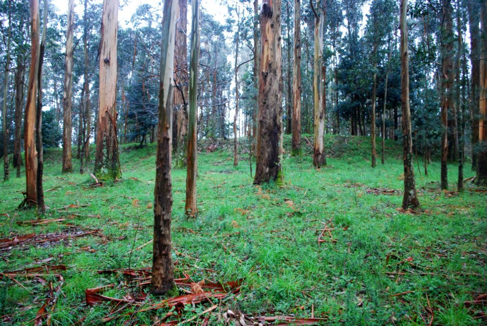 Castro da Revolta San Xiao de Narón