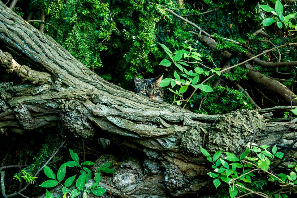 Cat Hiding In Vegetation (230644353)