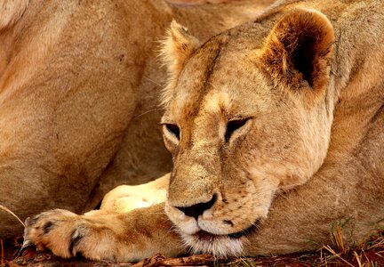 Animal africa safari