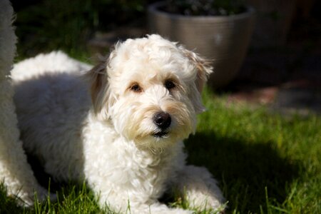 Face pet furry