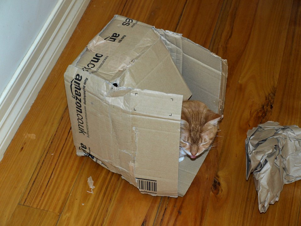 Cat in Amazon.co.uk box (2)