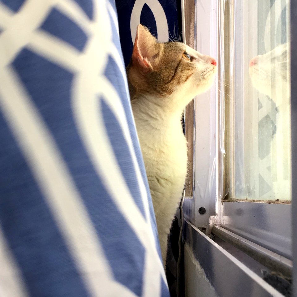 Cat looking outside the window (cropped)