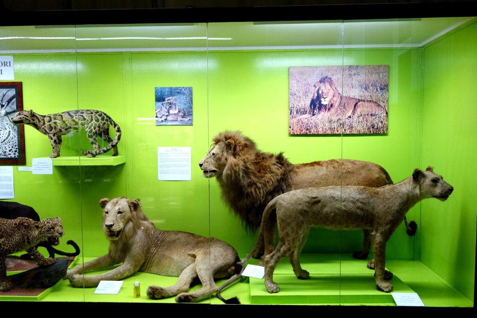 Cat display - Museo Civico di Storia Naturale Giacomo Doria - Genoa, Italy - DSC02744