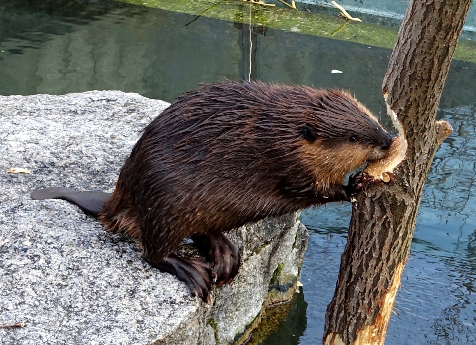 Castor canadensis - Wilhelma Zoo - Stuttgart, Germany - DSC02096