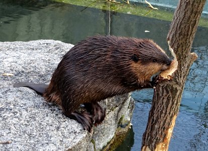 Castor canadensis - Wilhelma Zoo - Stuttgart, Germany - DSC02096