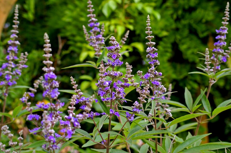 Green nature garden