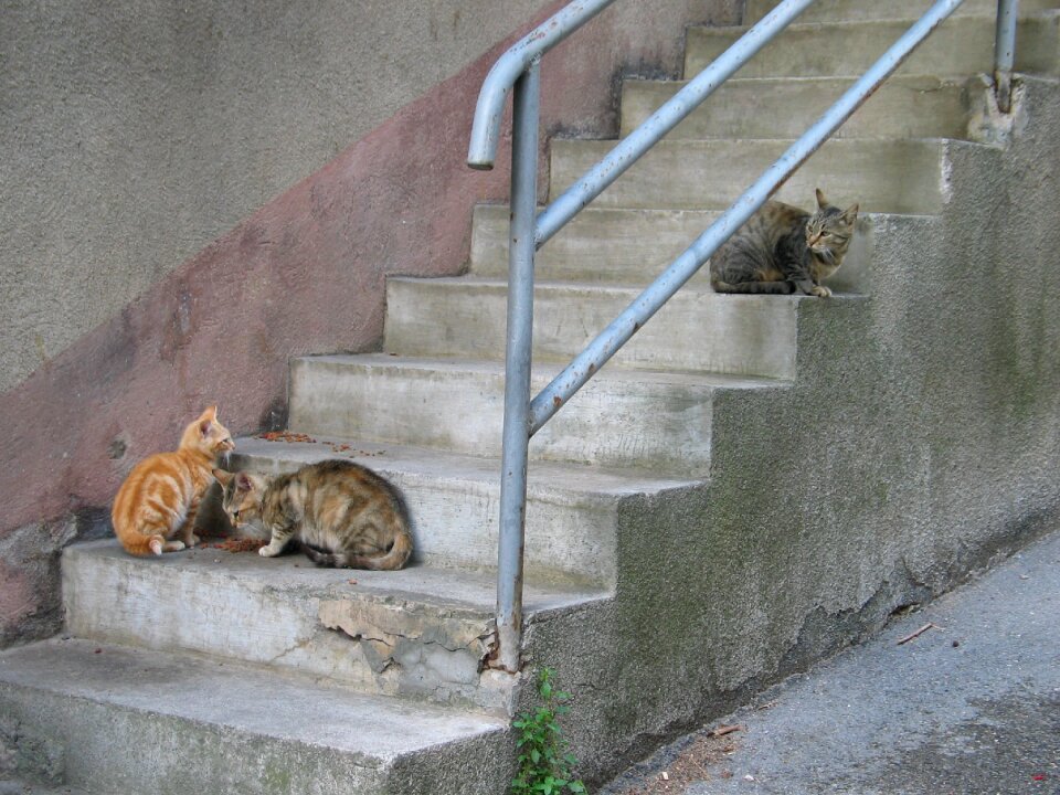 Mammal roam stray cat